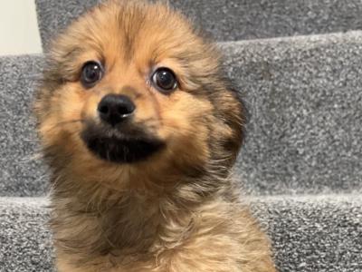 Pomsky puppies €400