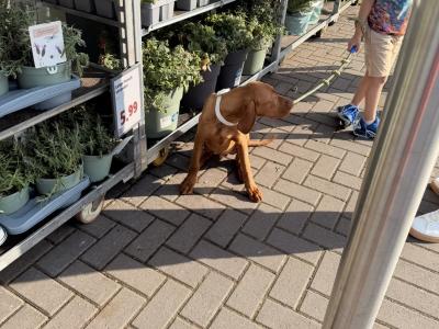 7 months old Vizsla (male)