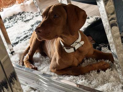 7 months old Vizsla (male)