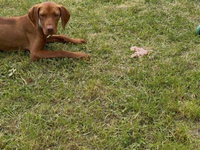7 months old Vizsla (male)