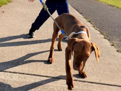 7 months old Vizsla (male)