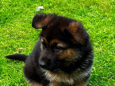 German Shepherd pups