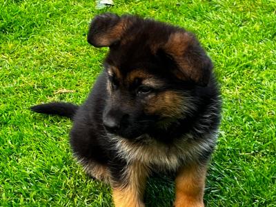 German Shepherd puppies in Laois