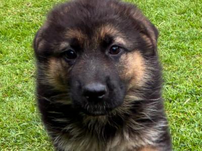 German Shepherd pups