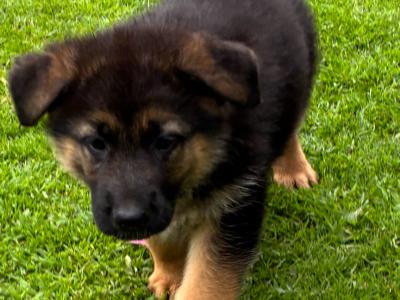 German Shepherd pups