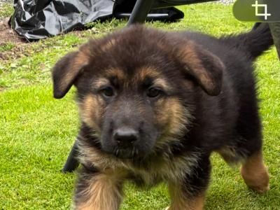 German Shepherd pups