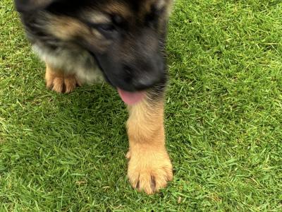 German Shepherd pups