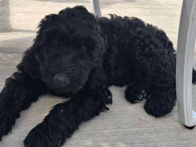 Rare Opportunity: Adorable Irish Doodle puppies in Clare