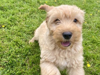 Fabulous Cockapoo puppies in Wexford