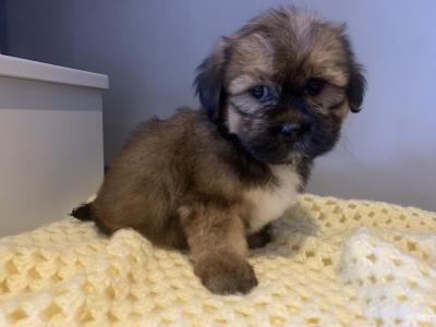 (ONLY 1 MALE AVAILABLE NOW) 4 beautiful Shih Tzu puppies 2 male and 2 female