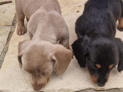 Miniature Dachshund puppies Dublin. *puppies ready to go from Thursday 11th June.