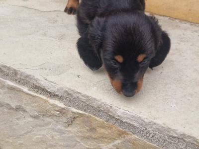 Miniature Dachshund puppies Dublin. *puppies ready to go from Thursday 11th June.