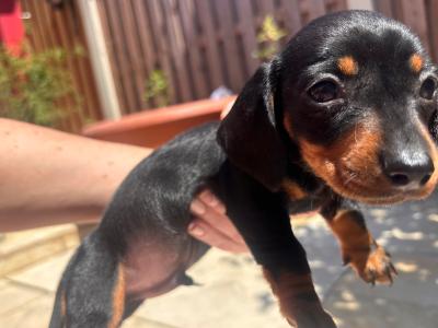 Miniature Dachshund puppies Dublin. *puppies ready to go from Thursday 11th June.
