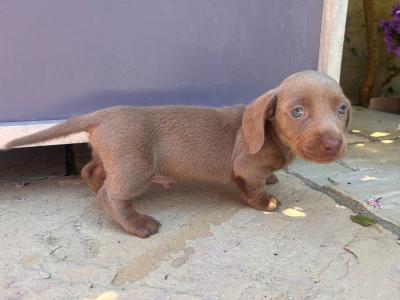 Miniature Dachshund puppies Dublin. *puppies ready to go from Thursday 11th June.