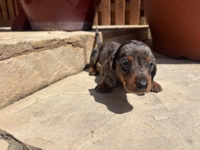 Miniature Dachshund puppies Dublin. *puppies ready to go from Thursday 11th June.