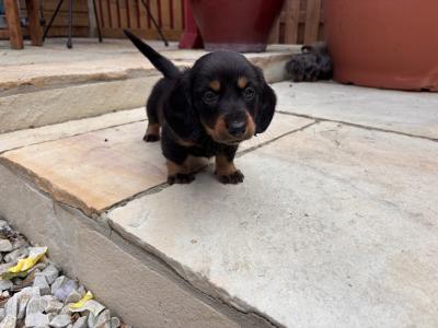 Miniature Dachshund puppies Dublin. *puppies ready to go from Thursday 11th June.