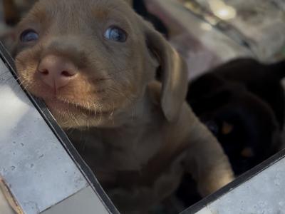 Miniature Dachshund puppies Dublin. *puppies ready to go from Thursday 11th June.