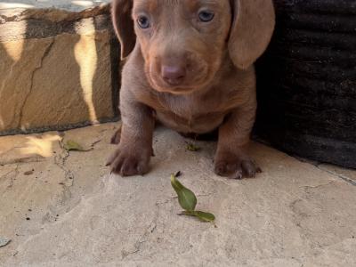 Miniature Dachshund puppies Dublin. *puppies ready to go from Thursday 11th June.