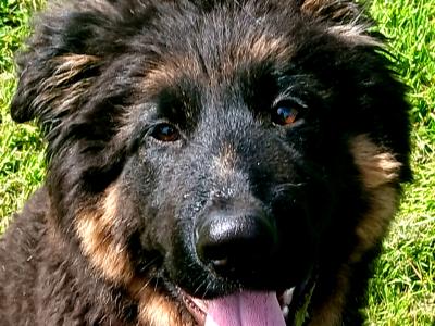 IKC  German Shepherd Male 4 mth Pup