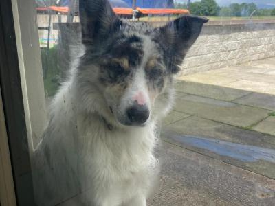 Charlie the Border Collie
