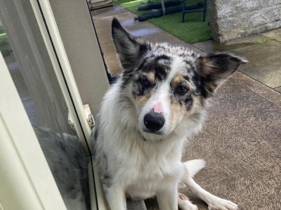 Charlie the Border Collie