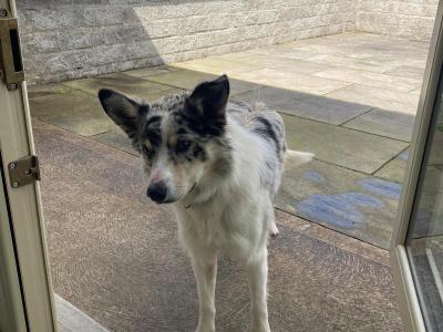 Charlie the Border Collie