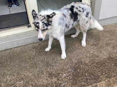 Charlie the Border Collie