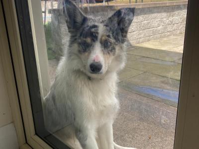 Charlie the Border Collie