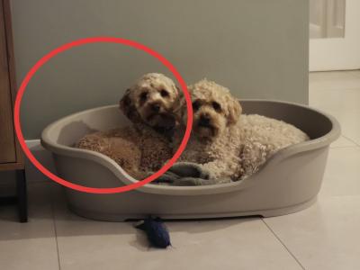 3 Year Old Gentle Cavapoo in Longford