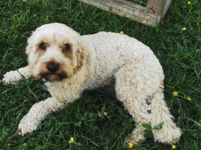 3 Year Old Gentle Cavapoo in Longford