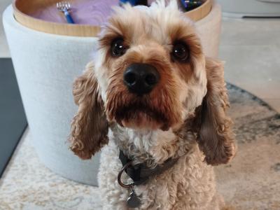 3 Year Old Gentle Cavapoo in Longford