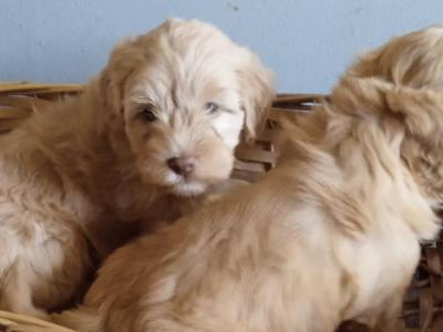 3 female Cavapoos
