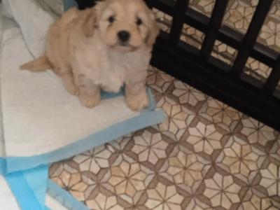 3 female Cavapoos