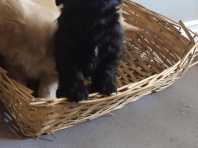 3 female Cavapoos