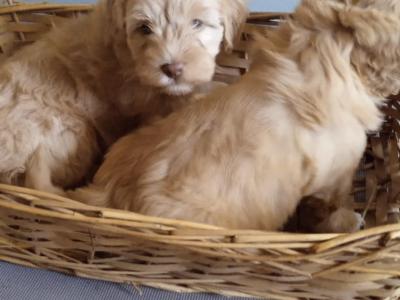 3 female Cavapoos