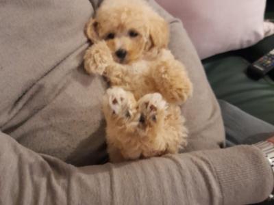 2 Purebred Miniature Poodle puppies puppies in Mayo
