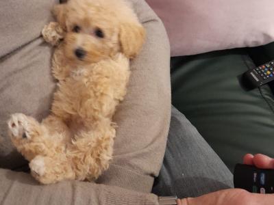2 Purebred Miniature Poodle puppies puppies in Mayo