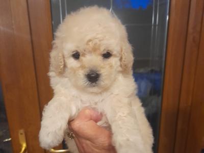 2 Purebred Miniature Poodle puppies puppies in Mayo