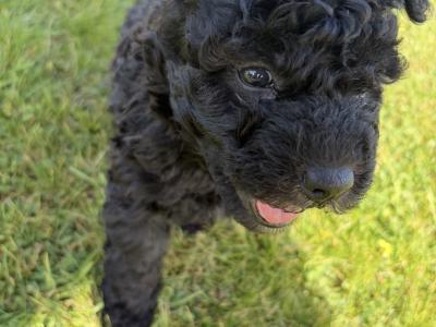 **Rare** IKC Hungarian Pumi