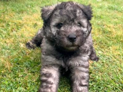 **Rare** IKC Hungarian Pumi