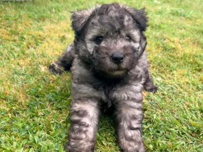IKC Registered Pumi puppies *Super Social*