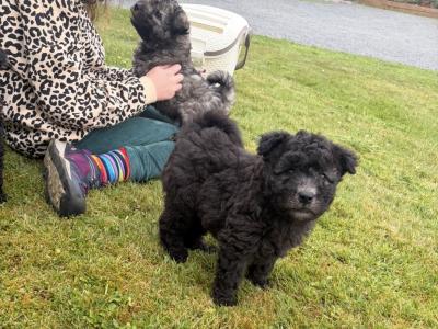 **Rare** IKC Hungarian Pumi