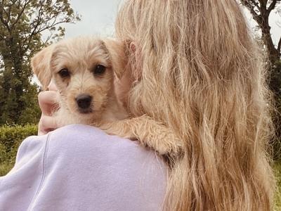 Miniature Cockapoo x puppies in Cork