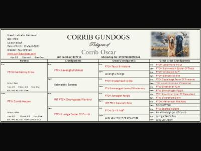 IKC Registered Labrador pups