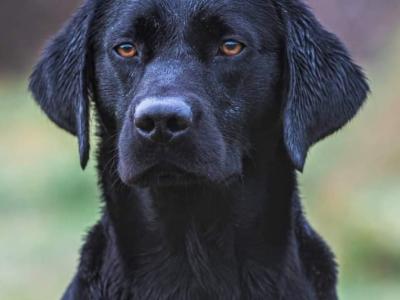 IKC Registered Labrador pups