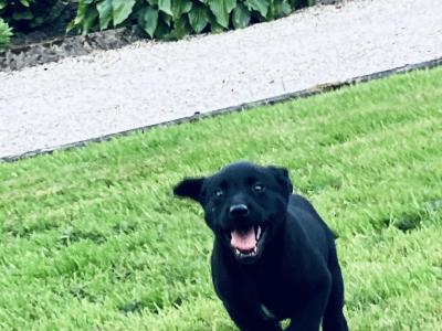 IKC Registered Labrador pups