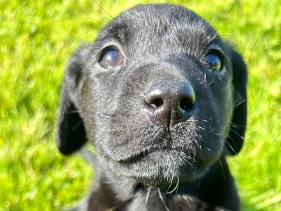 IKC Registered Labrador pups