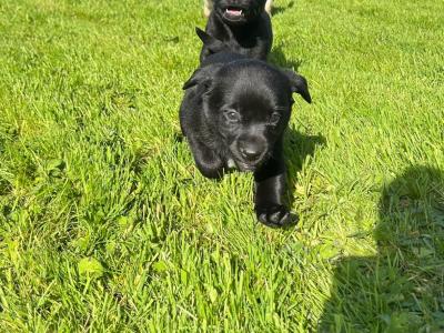 IKC Registered Labrador pups