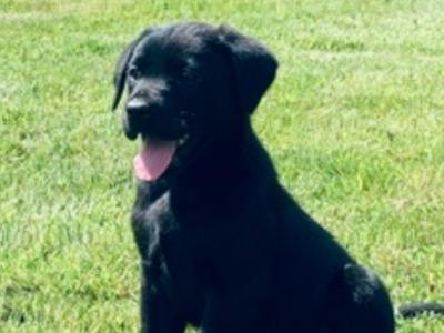 IKC Registered Labrador pups