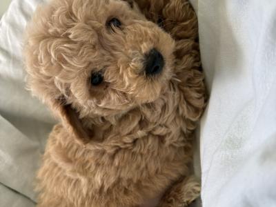 Adorable Poochons in Laois